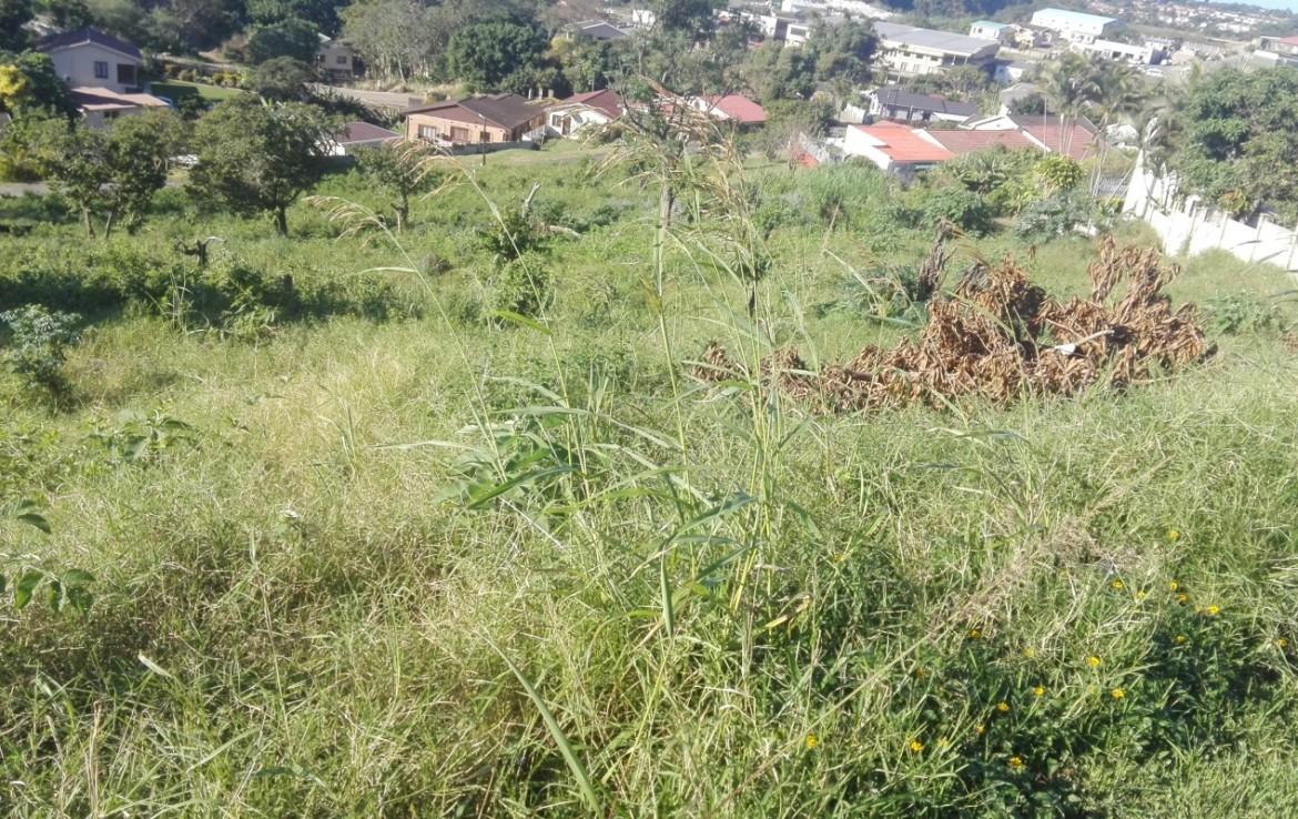 Vacant Land / Stand  For Sale in Albersville | 1335614 |  Photo Number 2